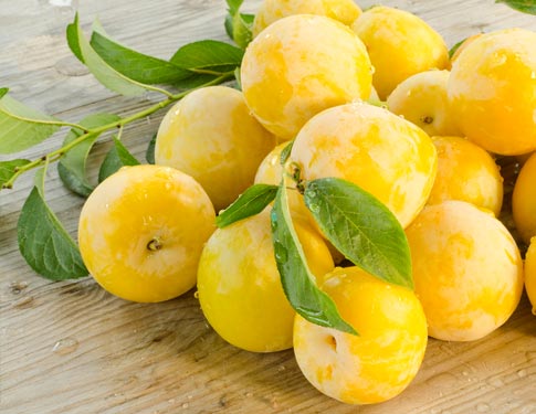 susine gialle 2 SUSINA GIALLA ( goccia d'oro ) - immagine 1